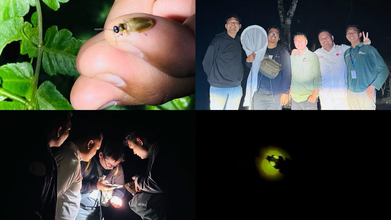 Eksplorasi Kunang-kunang di Kebun Raya Bali Ungkap Kualitas Lingkungan Tetap Terjaga