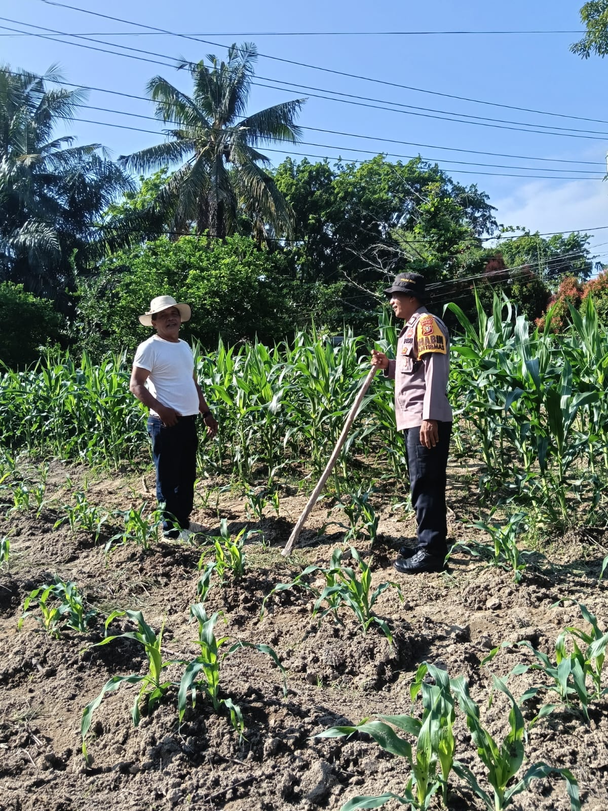 Bripka Edy Suryanto Bersama Petani Cek Pekarangan Pangan Bergizi Tanam  Jagung Manis